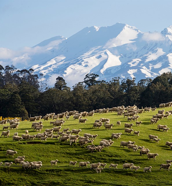 Base Layer Collection Smartwool®